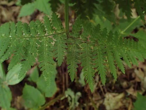 Dryopteris intermedia (intermediate wood fern)