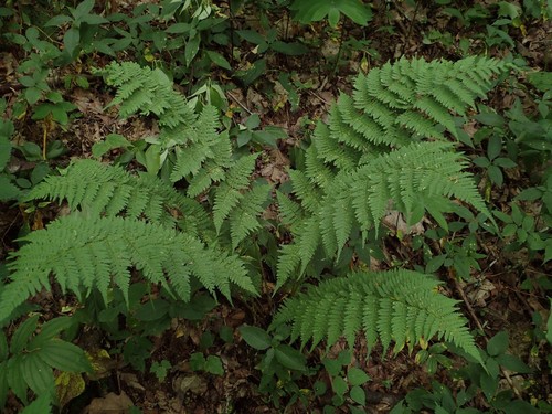 Dryopteris intermedia (intermediate wood fern)