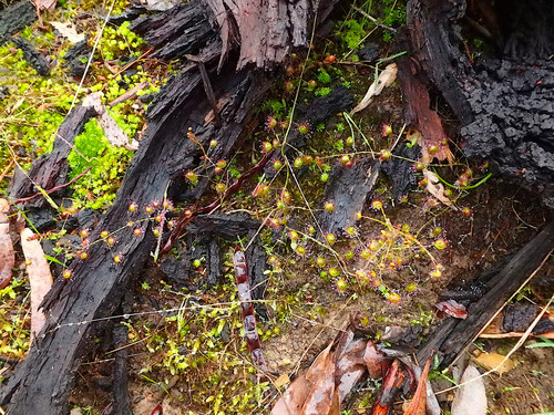 Drosera planchonii (Climbing Sundew) (alternate view 3)