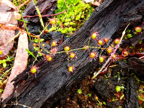 Drosera planchonii (Climbing Sundew) (alternate view 2)