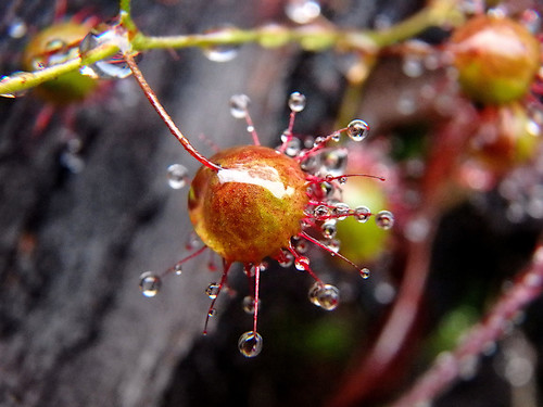 Drosera planchonii (Climbing Sundew)