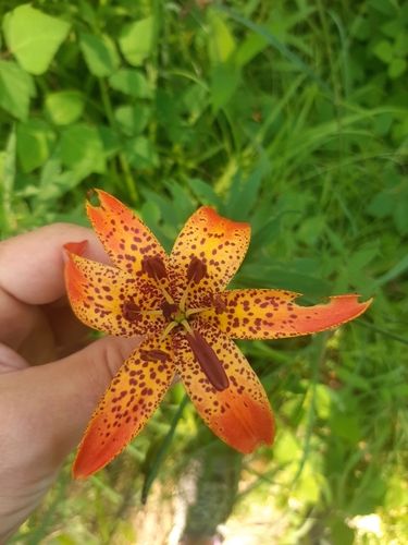 Lilium michiganense (Michigan lily) (alternate view 2)