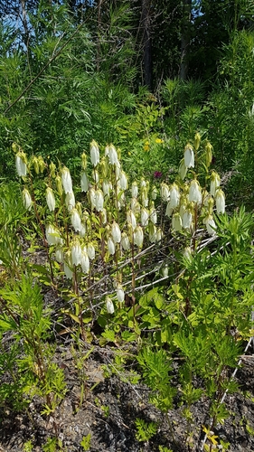 Campanula (bellflowers) (alternate view 2)