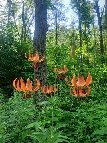 Lilium michiganense (Michigan lily)