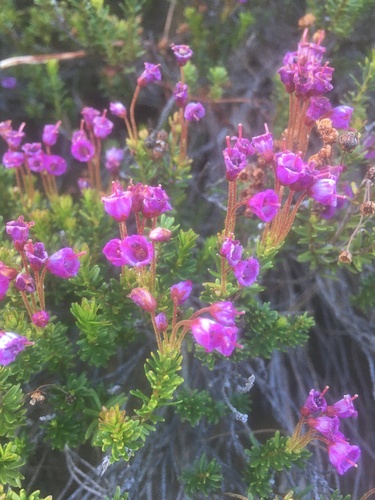 Phyllodoce empetriformis (pink mountainheath) (alternate view 3)