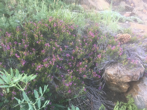 Phyllodoce empetriformis (pink mountainheath) (alternate view 4)