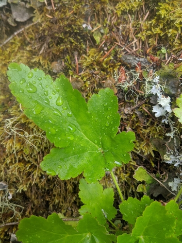 Heuchera micrantha (small-flowered alumroot) (alternate view 2)