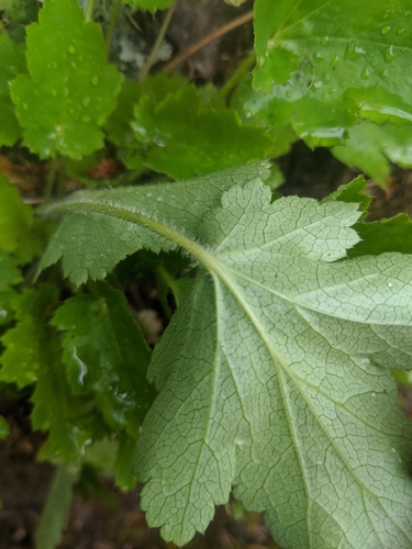 Heuchera micrantha (small-flowered alumroot) (alternate view 3)