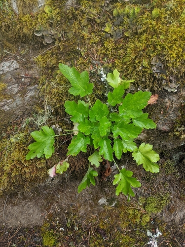 Heuchera micrantha (small-flowered alumroot) (alternate view 4)