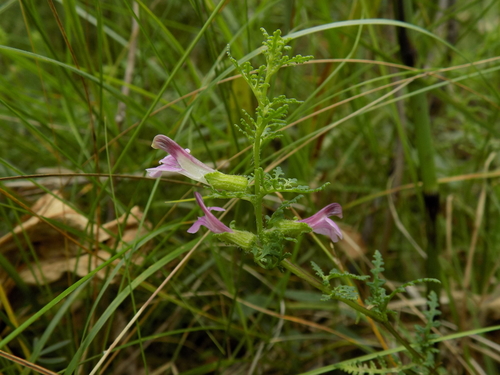 Pedicularis palustris (Marsh Lousewort)