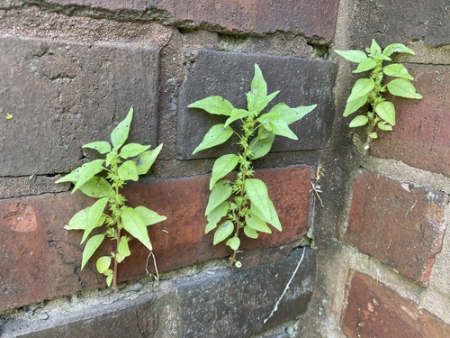 Parietaria pensylvanica (Pennsylvania pellitory)
