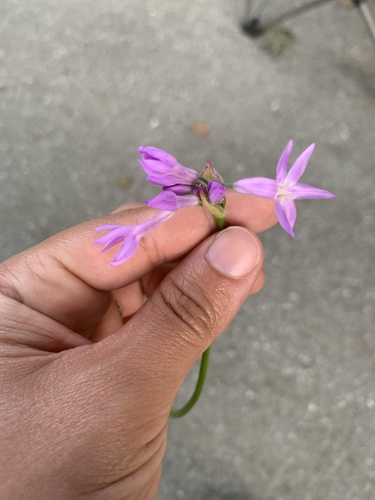 Tulbaghia violacea (society garlic) (alternate view 5)