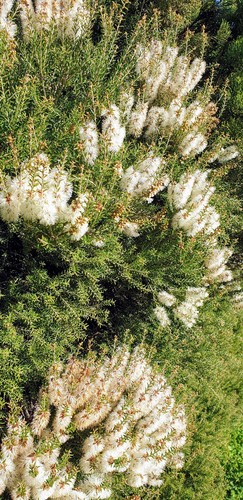 Melaleuca lanceolata (Moonah) (alternate view 2)