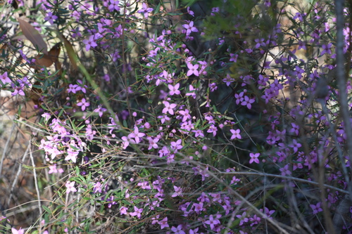 Boronia ledifolia (Sydney Boronia) (alternate view 2)