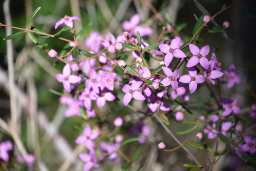 Boronia ledifolia (Sydney Boronia) (alternate view 3)