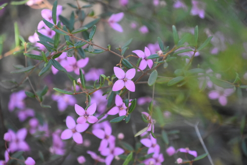 Boronia ledifolia (Sydney Boronia) (alternate view 4)