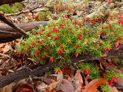 Stenanthera conostephioides (Flame Heath) (alternate view 3)