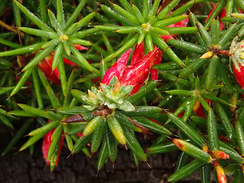 Stenanthera conostephioides (Flame Heath) (alternate view 2)