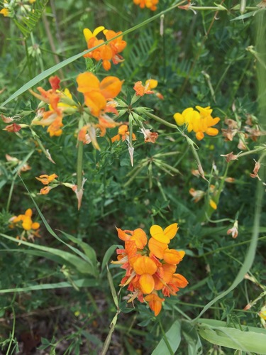 Lotus corniculatus (bird's-foot trefoil)