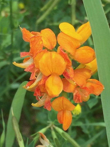 Lotus corniculatus (bird's-foot trefoil) (alternate view 2)
