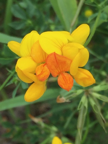Lotus corniculatus (bird's-foot trefoil) (alternate view 3)