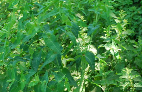 Euphorbia lathyris (caper spurge)