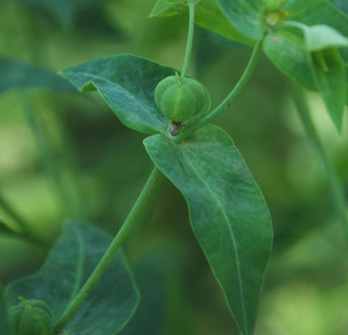 Euphorbia lathyris (caper spurge)