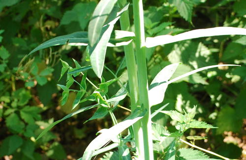 Euphorbia lathyris (caper spurge)