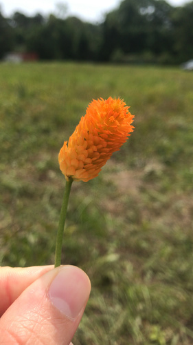 Senega lutea (orange milkwort) (alternate view 2)