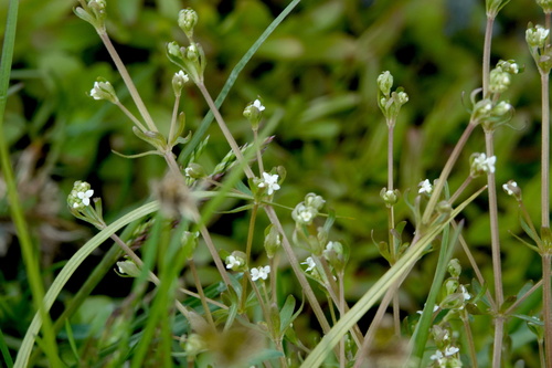 Galium trifidum (small bedstraw (native))