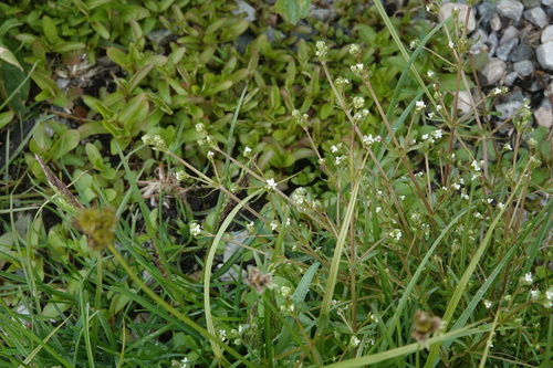 Galium trifidum (small bedstraw (native)) (alternate view 2)