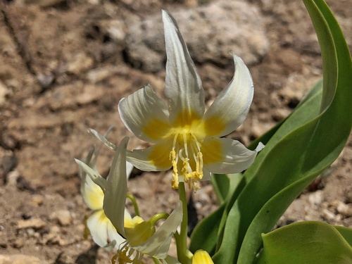 Erythronium grandiflorum (Glacier Lily) (alternate view 4)
