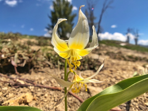 Erythronium grandiflorum (Glacier Lily) (alternate view 5)