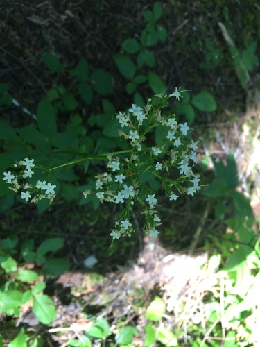 Valeriana sitchensis (Sitka valerian) (alternate view 8)