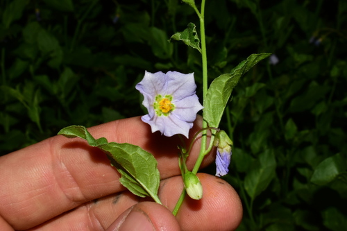 Solanum parishii (Parish's nightshade) (alternate view 8)