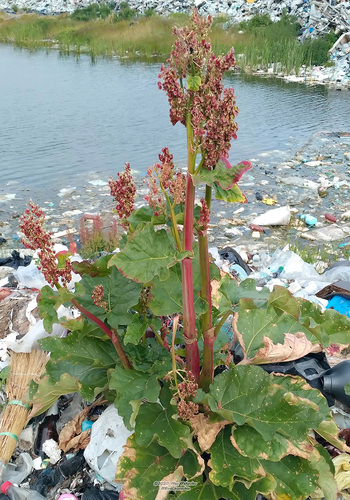 Rheum rhabarbarum (Rhubarb)