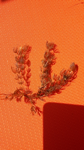 Ceratophyllum demersum (coontail) (alternate view 3)