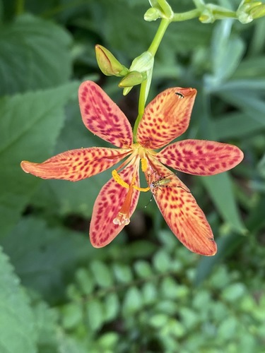 Iris domestica (Blackberry Lily) (alternate view 8)