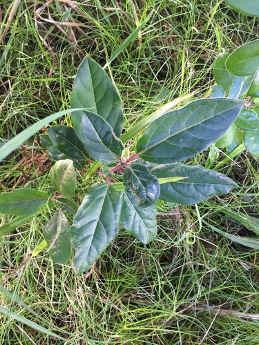 Viburnum tinus (Viburnum tinus)