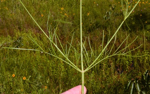 Coreopsis tinctoria (plains coreopsis)