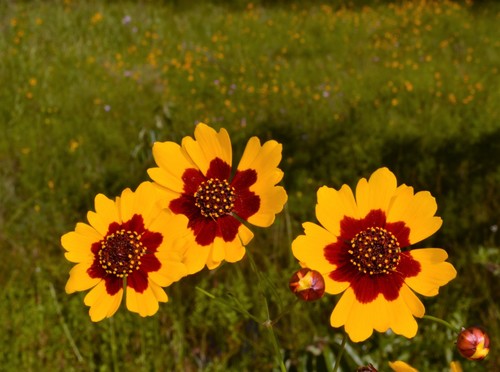 Coreopsis tinctoria (plains coreopsis)