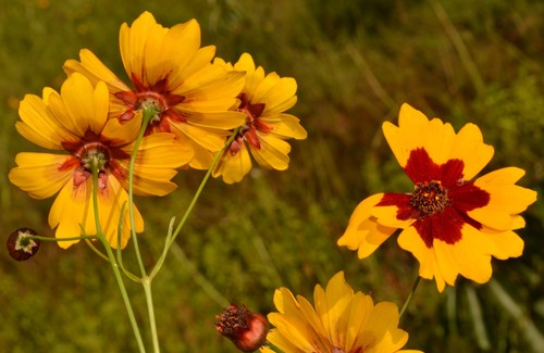 Coreopsis tinctoria (plains coreopsis)