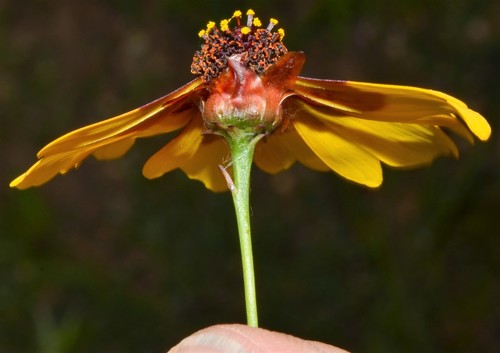 Coreopsis tinctoria (plains coreopsis)