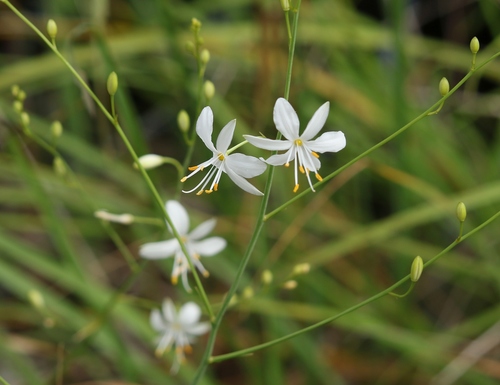 Anthericum ramosum (alternate view 10)