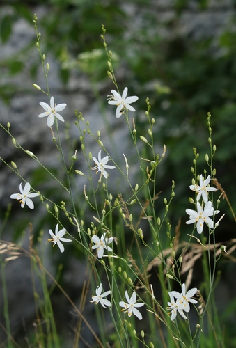 Anthericum ramosum (alternate view 11)