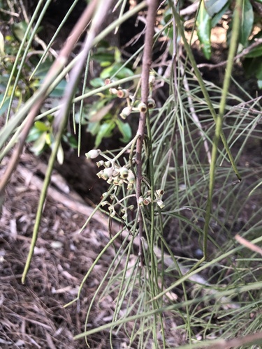 Amyema cambagei (needle-leaf mistletoe) (alternate view 5)