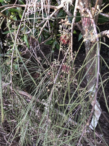 Amyema cambagei (needle-leaf mistletoe) (alternate view 4)