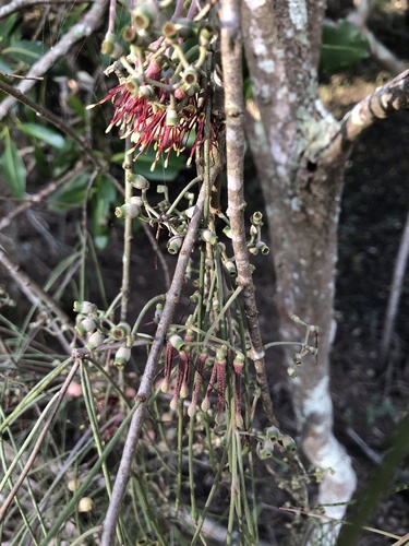 Amyema cambagei (needle-leaf mistletoe) (alternate view 3)