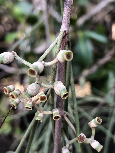 Amyema cambagei (needle-leaf mistletoe) (alternate view 2)