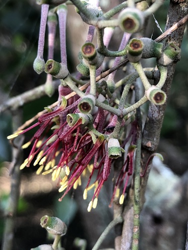 Amyema cambagei (needle-leaf mistletoe)